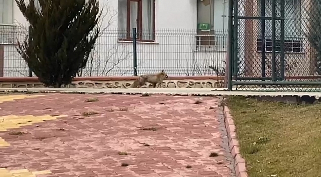 Elazığ'da tilki şehre indi, site bahçesinde gezdi