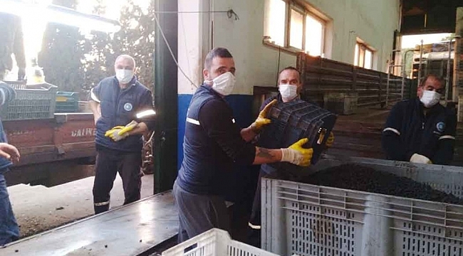 Erdek'te zeytin alımları sona erdi