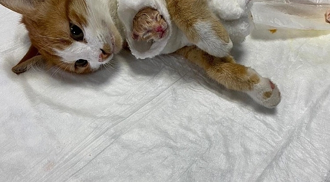Esenyurt'ta doğum yapmakta güçlük çeken sokak kedisinin yardımına ekipler koştu