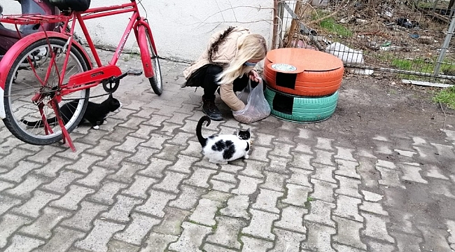 Eski araç lastikleri kedi evi oldu