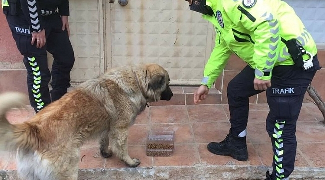 Eşme'de sokak hayvanları beslendi