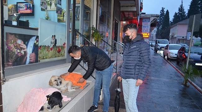 Evden getirdiği şallarla sokakta yatan köpeklerin üzerini örttü
