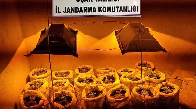 Evindeki saksılarda kenevir yetiştirdi