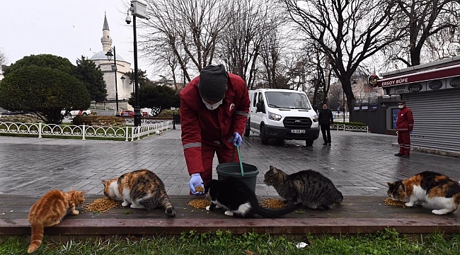 Fatih'te sokak hayvanları kısıtlamada unutulmadı