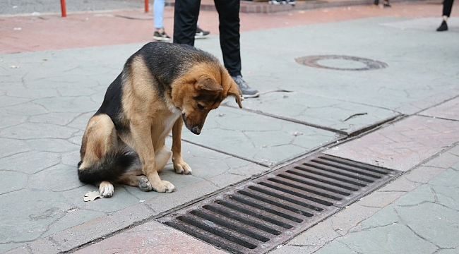 Fenomen köpek mazgal nöbetine ara verince esnaf meraklandı