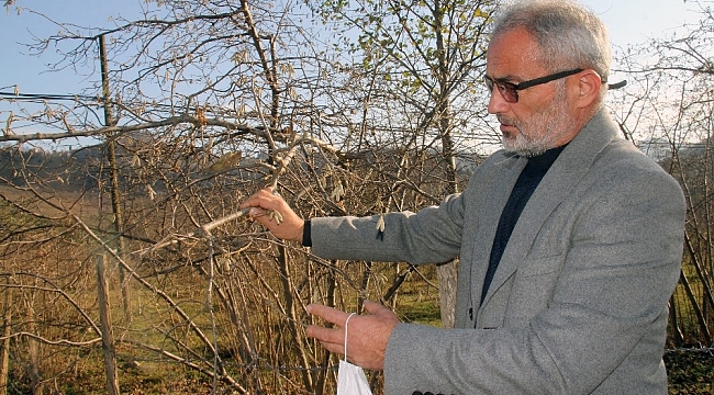 Fındık üreticisi kar bekliyor