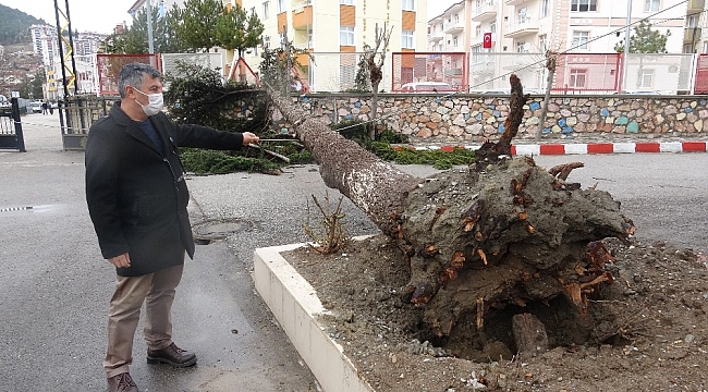 Fırtınaya dayanamayan çam ağacı böyle devrildi