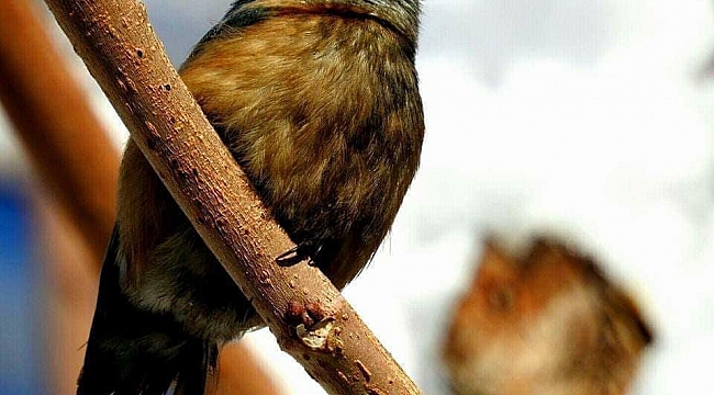 Fotoğraf severler Uludere'de kuş türlerini fotoğrafladı