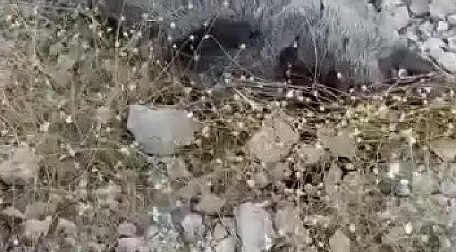 Gercüş'te yaban domuzları köylülerin kabusu oldu