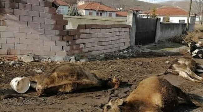Gölbaşı'nda şiddetli rüzgarda kopan kablolar 9 hayvanı telef etti