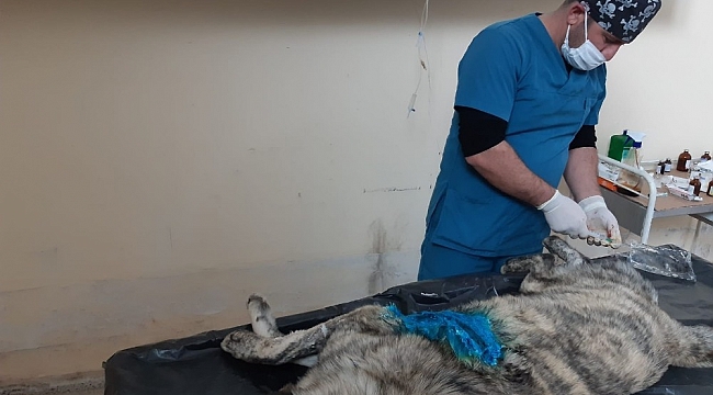 Hakkari belediyesi, vücudunda kesikler olan köpeği tedavi altına aldı