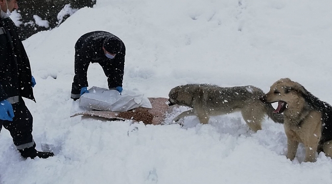 Hakkari'de sokak hayvanları karlı günlerde de unutulmadı
