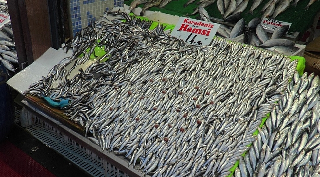 Hamsinin kilosu Anadolu'da 15 TL'ye düştü