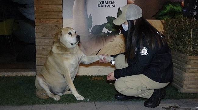HAYDİ ekipleri, yeni yıla sokak hayvanlarıyla girdi