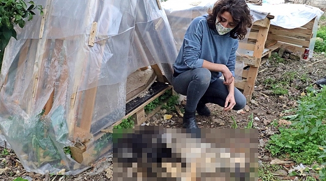 Her akşam beslediği yavru köpekleri bir gün beslemedi, sabah geldiğinde ölüleriyle karşılaştı