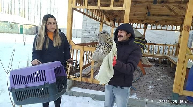 Iğdır'da yaralı puhu kuşu tedavi altına alındı