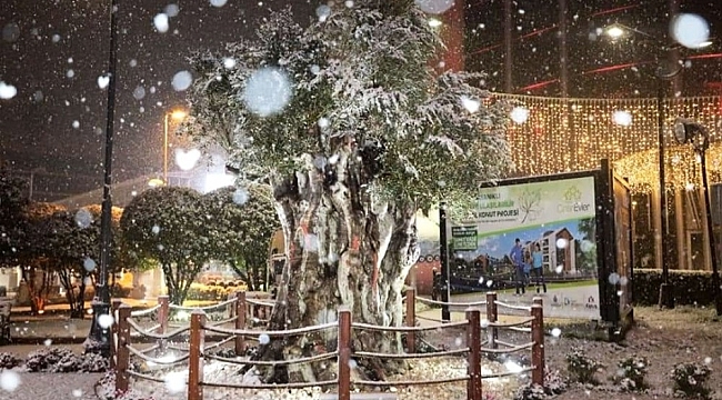 İzmit'in 600 yıllık zeytin ağacından kar manzarası