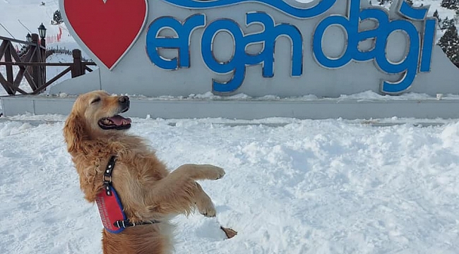 Jandarma arama kurtarma köpeği 'Bulut' Ergan'da poz verdi