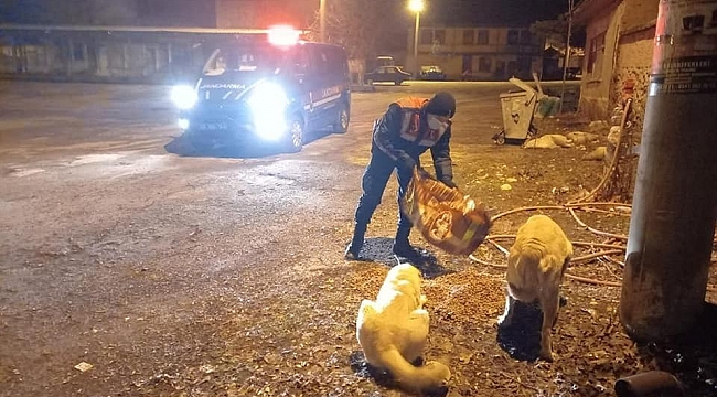 Jandarma sokak hayvanlarını unutmadı