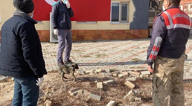 Jandarmanın fark ettiği bacağı kırık köpek tedavi altına alındı