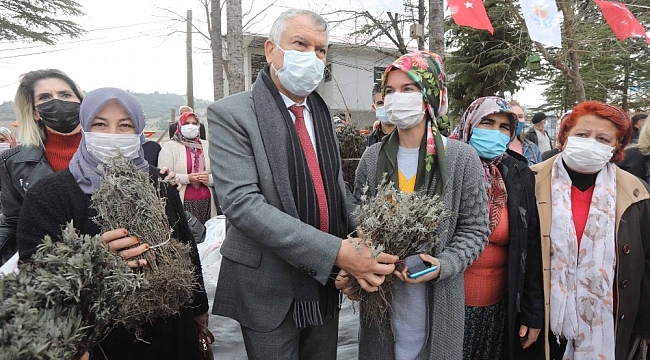 Kadın üreticilere lavanta fidesi