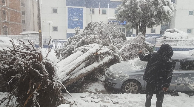 Kar nedeniyle ağaç aracın üzerine yıkıldı