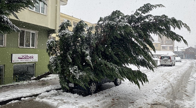 Karın ağırlığına dayanamayan ağaç araçların üzerine devrildi