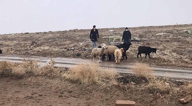 Kaybolan koyunları jandarma termal kameralı İHA ile buldu