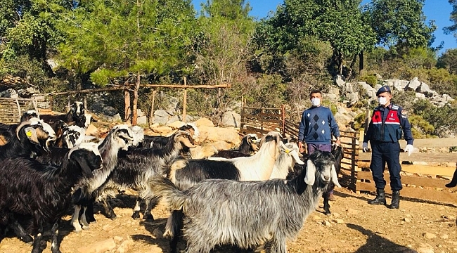 Kayıp 20 keçi ormanda bulundu
