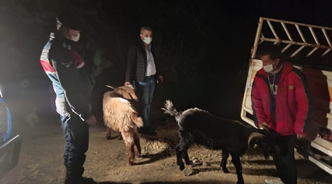 Kayıp keçiler, ormanlık alanda bulundu