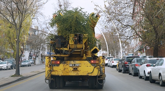 Keçiören'de ağaçlar verimli topraklara taşınıyor