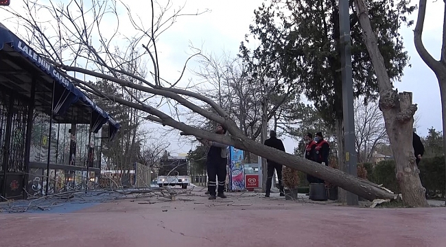 Kırıkkale'de kuvvetli rüzgar ağaçları yerinden söktü, 1 işyeri zarar gördü
