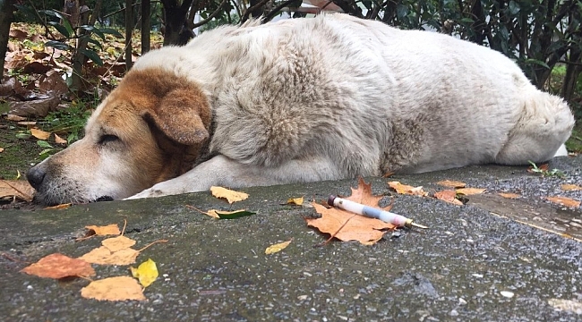 Kocaeli'de köpeklerin öldürülmesinde görev kusuru tespiti