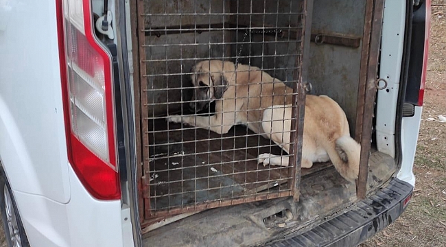 Köpek dövüşüne 26 bin lira ceza!
