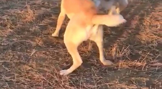 Köpekleri dövüş adı altında birbirine parçalattılar