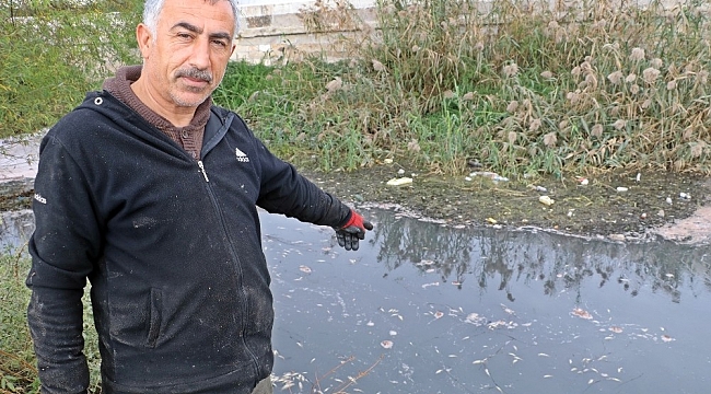 Köpüren ve kötü kokan derede binlerce balık telef oldu, martılar ölü balıklara üşüştü