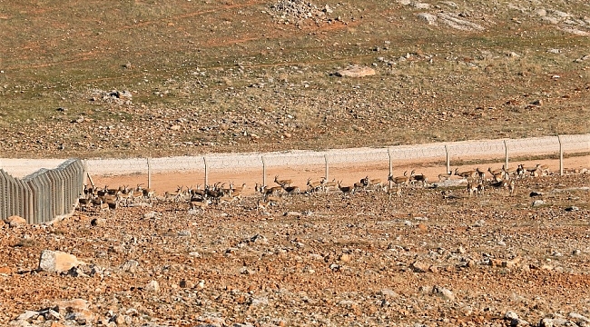 Koruma altındaki ceylanlar havadan görüntülendi