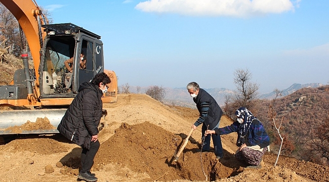 Küresel ısınmaya karşı ceviz fidanlı önlem