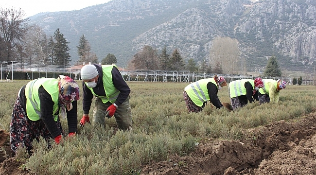 Lavantaya olan talep fidan üretimini arttırdı