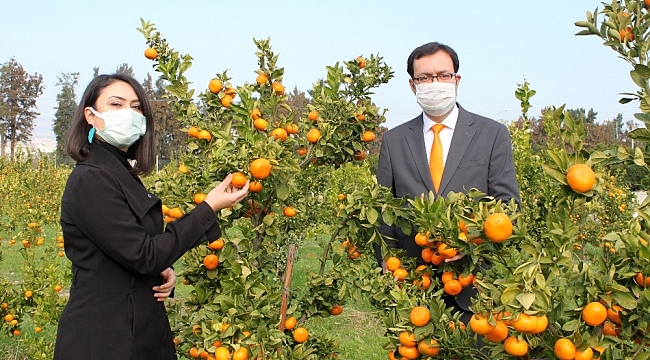 Mandarinde 2 yeni yerli ve milli çeşit geliştirildi