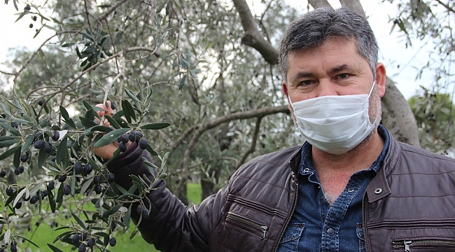 Manisa'da zeytin üreticisinin yüzü güldü
