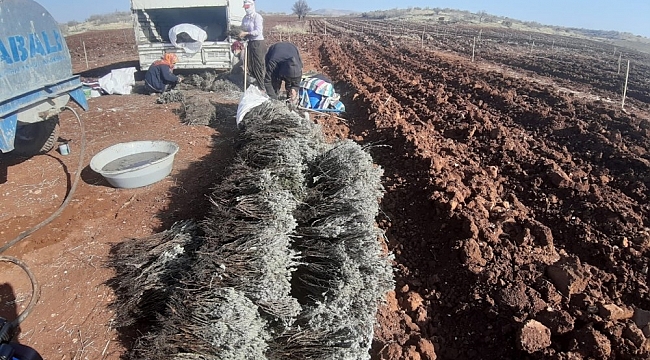 Mardin'de, üretimi rağbet gören fıstık ve lavanta aynı tarlada toprakla buluştu