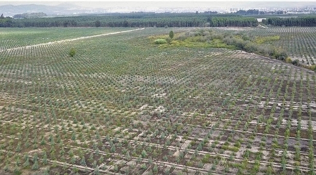 Mersin'de 2020 yılında bin 200 hektar alan ağaçlandırıldı