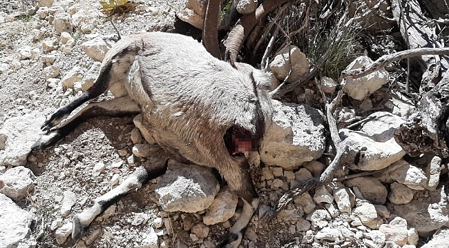 Mersin'de nesli tehlike altında bulunan 7 yaban keçisi ölü bulundu