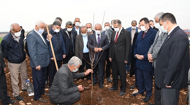 Model bahçede badem fidanları toprakla buluşturuldu