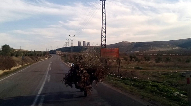 Motosikletle odun ve çalı taşıdı