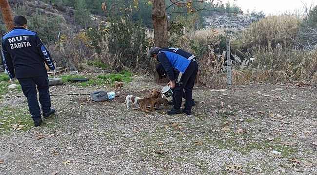 Mut'ta sokak hayvanları unutulmadı