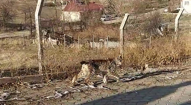 Nadir görülen vahşi hayvan ilçe merkezine indi