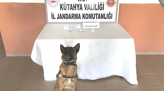Narkotik köpeği Mola göz açtırmadı