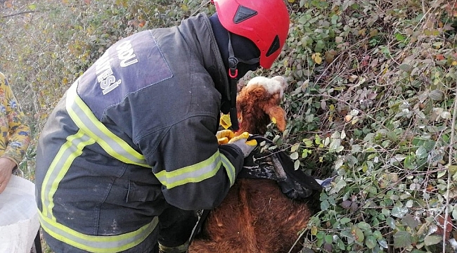 Ordu'da çamura saplanan buzağı operasyonu